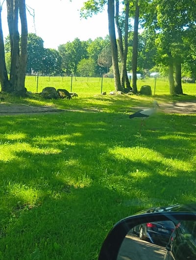 A white and black stork stands in a grassy field, with trees in the background. The stork is facing right, with its beak pointed down. The grass is green and appears to be well-maintained. There are some rocks and a fence in the background, as well as some smaller bushes and trees. The sky is bright and clear, suggesting a sunny day. The image seems to have been taken from inside a car, as a side-view mirror is visible in the foreground, reflecting another car. The license plate of the reflected car is partially visible and reads "na THM". The image is a nature scene, possibly in a park or a rural area. It is not possible to confirm the exact location as Dirvonėnai, Lithuania without further information or context.