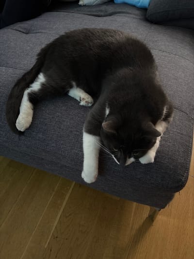 The image displays a domestic cat, primarily dark gray with distinctive white markings, resting on a dark gray upholstered sofa. The cat is positioned lengthwise along the sofa, its head lowered and facing towards the lower right of the frame, with long white whiskers visible on its muzzle. White fur covers its paws, lower legs, chest, and underside, with a small patch also visible on its tail base. One front paw dangles over the edge of the sofa cushion. The sofa is made of a textured fabric, possibly a durable weave, and exhibits minor signs of wear, including a few loose threads on the seat cushion. A light brown wooden floor, composed of multiple planks, occupies the lower portion of the image. A dark sofa leg is partially visible on the bottom right corner, casting a subtle shadow on the floor. The background behind the sofa is out of focus, showing indistinct dark tones and a hint of a light blue object, possibly a cushion or blanket. There are no visual elements within the image that provide information about a specific geographical location, such as the city of Sauðárkrókur, Iceland.