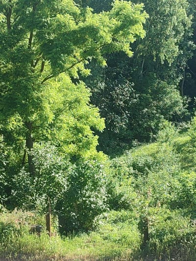The image shows a dense, overgrown natural landscape with lush green foliage. In the foreground, there is a patch of tall grass and some smaller bushes. Two wooden posts are visible, one slightly to the left and another to the right, suggesting a boundary or some form of marker. The background is dominated by a variety of trees and shrubs, creating a layered effect of green hues. The lighting indicates it is daytime, with sunlight filtering through the leaves and creating dappled shadows. The scene appears to be a natural, uncultivated area. While the prompt mentions the city of Yurkivtsi, Ukraine, there are no specific man-made structures or identifiable landmarks within the image to confirm or specify this location. The image captures a serene, natural environment.