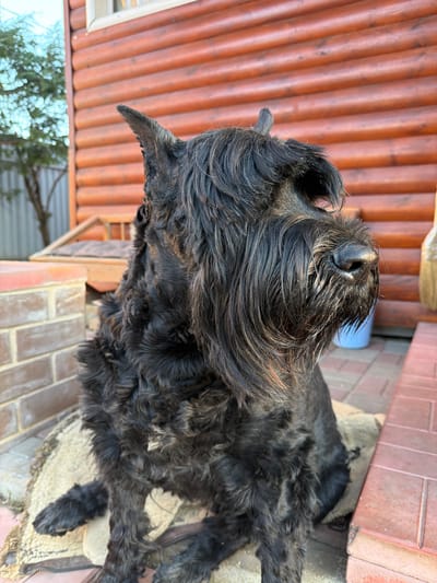 This vertical image features a black, shaggy-haired dog, resembling a Schnauzer or terrier mix, in an outdoor setting in Shibanikha, Russia. The dog is the primary subject, captured with its head tilted upwards and slightly to the right, appearing alert and curious. Its dense, wiry fur is predominantly black, with some lighter greyish-brown strands visible around its muzzle, eyebrows, and chest. Distinctive facial features include a prominent beard and bushy eyebrows.
The dog is standing or sitting on a light-colored, possibly worn, blanket or rug. Beneath the blanket and extending into the foreground and background, the ground is paved with reddish-brown bricks, indicative of a patio, pathway, or steps. To the left of the dog, a background wall made of vertical reddish-brown wooden slats is visible. The scene is brightly lit by natural sunlight, creating clear shadows and suggesting a clear, sunny day. A subtle reflection of outdoor foliage or sky can be seen in the very lower-left corner of the image. There is no visible text.