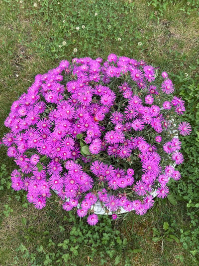 This image captures a vibrant display of flowering plants set within a garden in Polena, Bulgaria. The central subject is a round, white container, almost entirely obscured by a profusion of bright magenta or purple flowers. These flowers are densely packed, featuring numerous slender petals radiating outwards from a small, yellowish-white center, characteristic of Ice Plants (Delosperma). The plant's grey-green, succulent-like foliage is visible beneath and between the blooms.
A few small dark insects, likely pollinators such as bees or flies, are visible on the flowers, suggesting active ecological interaction. The flowers are in full bloom, indicating a flourishing plant during a warm season, likely late spring or summer.
Surrounding the container is a textured green lawn. The grass is mixed with a significant amount of white clover, some of which is also blooming with tiny white flowers. The lighting is bright and even, suggesting daytime conditions, possibly under a clear or lightly overcast sky, as there are no harsh shadows. The overall scene conveys a sense of natural beauty, vibrancy, and a peaceful garden environment. There is no visible text within the image.
