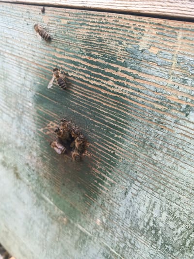 In the city of Kamenno-Angarsk, Russia, an outdoor scene captures a weathered, painted wooden surface, likely part of a beehive. The paint, originally green, is chipped and peeling, revealing the aged wood beneath. Several honeybees are visible. Two are positioned higher on the surface, one in motion and another resting. A cluster of approximately six bees is gathered near a small opening or crevice in the wood. The image focuses on the detail of the wood grain and the insects against this textured background.