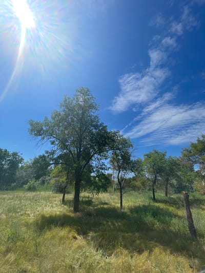 A wide shot captures a sun-drenched meadow with scattered trees under a bright blue sky with wispy clouds. The sun, positioned in the upper left corner, casts a strong glare and illuminates the scene with a vibrant, high-contrast light. The meadow is covered in tall, dry grasses that appear golden and green, with shadows cast by the trees. Several trees, varying in size and foliage density, are spread across the landscape. The background shows a line of denser vegetation and trees. A weathered wooden post stands in the right foreground. The overall impression is of a natural, undeveloped area on a clear, sunny day. The image is likely taken in the vicinity of Znamensk, Russia, suggesting a rural or park-like setting within or near the city.