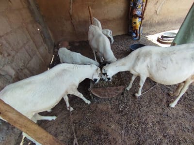 Four white goats with black markings are eating from a metal trough in a dirt-floored enclosure. The enclosure is partially covered with a thatched roof and appears to be part of a larger compound. The goats are all facing towards the trough and eating the food within. There is a wooden beam in the foreground, extending from the wall to the right side of the frame. The goats are in a pen at the coordinates 10.852, 11.426 in Bajoga, Nigeria. The goats are likely being raised for their meat, as is common in Nigeria. The scene is characterized by the goats' focus on eating, suggesting a natural and ordinary routine for these animals.