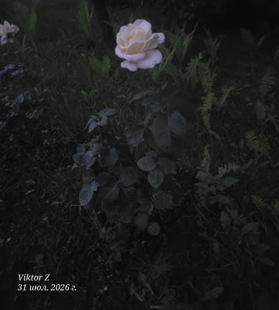 The image shows a close-up of a light-colored rose with delicate petals, positioned slightly right of center. The rose is surrounded by dark green foliage, including grass and fern-like plants. The overall lighting is dim, suggesting it was taken at dusk or in a shaded area. In the lower left corner, white text reads "Viktor Z" above "31 июл. 2026 г." The scene appears to be an outdoor garden setting. There are no people or animals visible in the image. The location specified, Šveicarai, Lithuania, is a village and is not visually discernible from the provided image content.