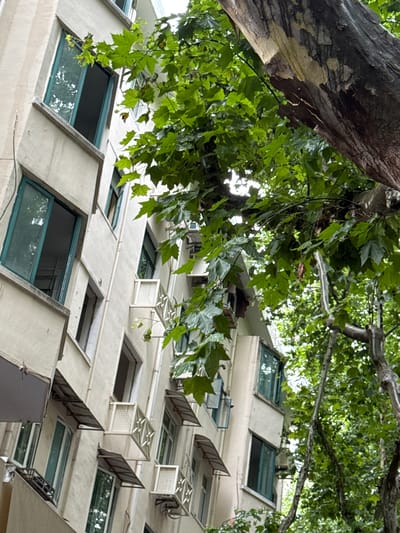 The image captures a side view of an apartment building in Changning District, China, partially obscured by the branches and foliage of a large tree. The building, constructed with light-colored material, features multiple floors with windows, many of which have green frames. Some windows are open, revealing dark interiors. Small, white awnings are present above several windows, and some units have white, ornate balconies or window guards. Air conditioning units are visible mounted on the exterior walls. The tree, with its distinctive textured bark and abundant green leaves, dominates the right and upper portions of the frame, casting shadows and creating a dappled lighting effect on the building. The sky is not visible in the frame.
