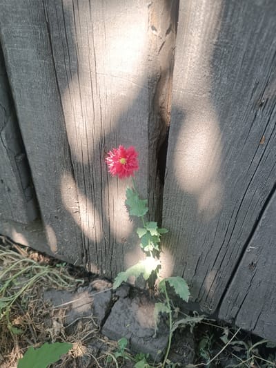 A single, vibrant pink poppy with a yellow center blooms in a narrow gap between weathered, gray wooden planks. The planks are vertical and show signs of age, with visible grain and cracks. Sunlight casts dappled shadows across the wood, creating a play of light and dark. The ground beneath the flower is a mixture of dry soil, dead grass, and some green foliage. The scene suggests a natural, perhaps slightly neglected, outdoor setting. The time of day appears to be during daylight hours, with the quality of the light and shadows indicating either morning or afternoon. The location context places this scene in Hlobyne, Ukraine. There is no visible text in the image.