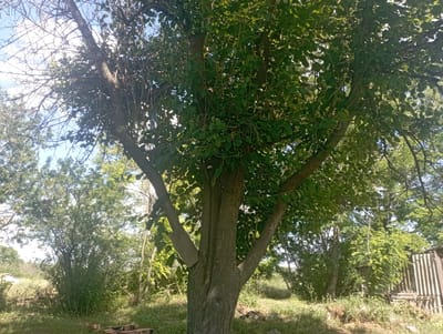 The image depicts a tree with a thick trunk and numerous branches, some bare and others covered in green leaves. The tree is set in an outdoor environment with lush green foliage surrounding it. In the background, there are more trees and bushes, suggesting a natural or rural setting. To the right of the main tree, a portion of a weathered wooden structure with corrugated siding is visible. In the foreground, there is grass and some bricks. The lighting suggests it is daytime, possibly late morning or early afternoon, with the sun casting shadows and highlighting the leaves. The scene appears peaceful and serene, with no people or animals visible. The location is identified as Inhulo-Kamianka, Ukraine.