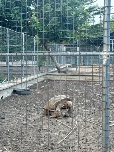 In Batagarawa, Nigeria, within an enclosed enclosure, two tortoises are visible on a dirt ground. The larger tortoise is positioned behind and partially on top of the smaller one, with both facing towards the left of the frame. The enclosure is constructed with metal fencing and concrete walls. Outside the enclosure, trees and foliage are present, suggesting an outdoor environment. A dark, basin-like object is situated near the left wall of the enclosure. The scene is viewed through a wire mesh fence.