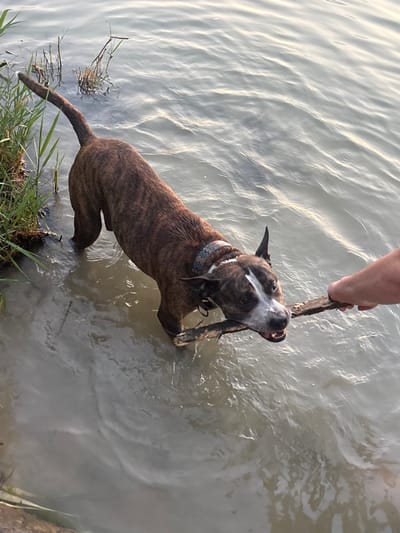 A brindle dog stands in murky water, holding a stick offered by a hand from above. The dog has white markings on its face and is wearing a patterned collar. Grass lines the bottom left corner of the frame where the dog's tail is submerged. The water appears calm and reflects light, creating soft highlights.