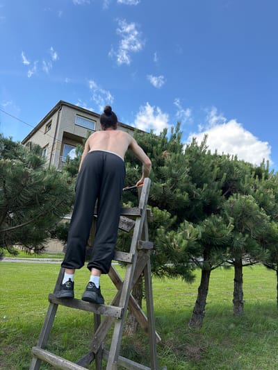 A person stands on a wooden ladder, facing away from the camera, reaching towards a pine tree. The person is wearing black sweatpants and black sneakers with white socks. The ladder is set up on a grassy lawn in front of a building. The building is a multi-story structure with a light-colored facade and a dark roof. It has several windows, one of which is visible with white blinds. A balcony with railings is also present. Pine trees surround the building, with one large tree partially obscuring the view of the building from the ladder's perspective. The sky is blue with scattered white clouds. The location is identified as Strzyżowice, Poland. The person appears to be trimming or pruning the pine tree.