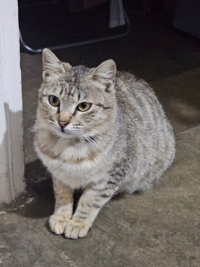 A domestic shorthair cat, exhibiting a tabby pattern with greyish-tan fur and darker stripes, sits upright on a light grey concrete floor. Its front paws are positioned together. The cat has yellow-amber eyes and is looking slightly to its left. To the left of the cat, a vertical white structural element, possibly a door frame or wall, is visible, with minor dirt or discoloration at its base. The background behind the cat is dark and indistinct, suggesting a shadowed interior space. This scene is located in Dasaki Achnas, Sovereign Base Areas of Akrotiri and Dhekelia.