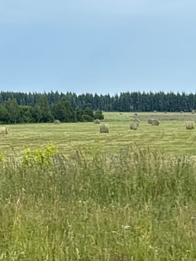 A wide-angle, vertical shot captures a rural landscape under a hazy, light blue sky. The foreground is dominated by tall, green grass with some lighter, dry stalks. In the middle ground, a field of cut hay is dotted with numerous round hay bales, some tightly packed and others appearing looser. The bales are scattered across the mowed field, creating a textured pattern. Beyond the field, a dense line of dark green trees forms a natural border, with some lighter green deciduous trees interspersed. The overall impression is of a harvested field in a rural setting. The image was taken in Shali, Russia.