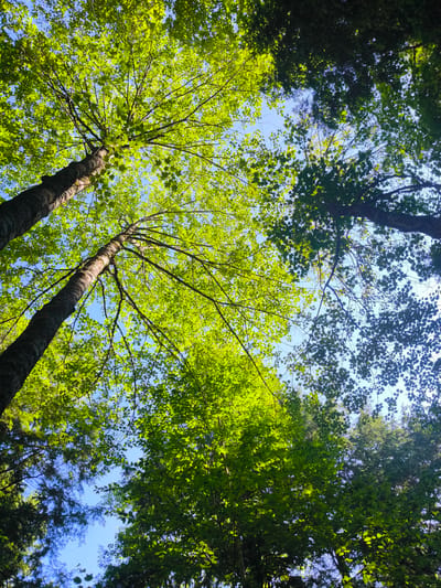 This is a low-angle shot looking up through the canopy of a forest, likely in Duhamel, Canada, as indicated by the context. The image features several trees with textured bark, their branches reaching towards a clear blue sky. The leaves are a vibrant green, with some areas more brightly illuminated by sunlight filtering through, and others in shadow. The perspective emphasizes the scale of the trees and the dense foliage overhead, creating a sense of being enveloped by nature. There are no people or animals visible in the frame. The environment is a natural forest setting.