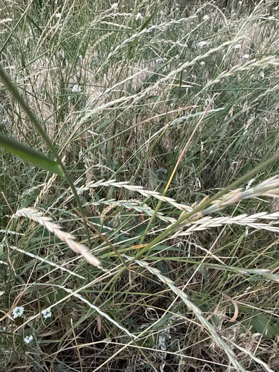 The image depicts a close-up view of dense, dry grass and vegetation. Several stalks of grass, some appearing to be seed heads, are prominent in the foreground and midground, showing a mix of green and straw-like colors. Some small, white flowers are scattered among the grass. The overall environment appears to be an outdoor, natural setting, possibly a field or overgrown area. There are no people or discernible human activity visible in the image. The location within Piatykhatky, Ukraine, is not visually evident from the provided image.