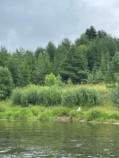 An overcast, cloudy day is depicted, with a focus on a calm, green body of water in the foreground. The water has gentle ripples and some white foam or debris on its surface. A lush, green embankment lines the water, featuring thick grasses and various shrubs. In the middle ground, a dense forest of various evergreen trees, predominantly pines, stretches across the landscape, with some deciduous trees interspersed. One prominent evergreen tree stands out slightly taller than the others. A small white bird is captured in flight over the water, near the embankment. The overall scene suggests a natural, undeveloped environment. The specific location in Березник, Russia, is not discernible from the visual information provided in the image itself.