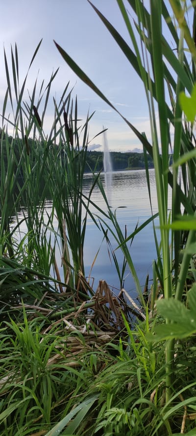 The image shows a body of water with a fountain in the distance. Lush green reeds and grass are in the foreground, obscuring part of the view. The sky is partly cloudy with a light blue hue. The scene is likely a park or recreational area in Angelovo, Russia, given the presence of a fountain and natural landscape. There are no people visible in the image.