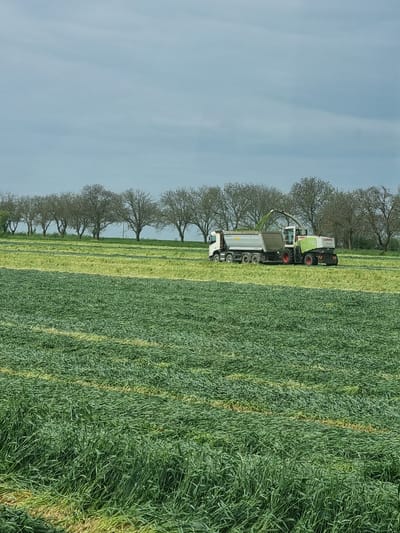 A landscape photo shows a green field. A combine harvester with an attached truck is parked on the far side of the field, to the left of a line of trees. The sky is pale blue. The location is Ovcharovo, Bulgaria.