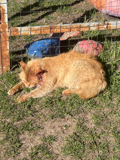 An orange cat lies on the ground next to a rusty metal fence, with a red and blue object also near the fence. The ground is a mix of dirt and grass. The cat appears to have a wound on its neck. The location is not discernible as Маза, Russia, from the given image.
