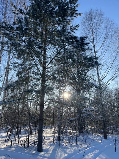 The image displays a snow-covered forest in Gruzinskii, Russia, under a clear blue sky. The ground is uniformly blanketed by a thick layer of undisturbed white snow, exhibiting long, distinct shadows cast by numerous trees. Tall coniferous trees, likely pines, are prominent in the foreground and midground, their dark green needles and branches bearing significant snow accumulation. Scattered among them are several deciduous trees, identifiable by their slender, bare branches and lighter bark, also holding patches of snow. Bright sunlight penetrates the tree canopy towards the mid-right, creating a visible lens flare or starburst effect and illuminating the snow. No people, animals, or artificial structures are present in the scene. The overall environment suggests a cold, clear, and serene winter day.