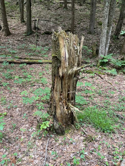 An upright, weathered, and partially hollowed tree stump stands in the center of a forest floor covered in leaf litter, small green plants, and moss. The stump is composed of rough, textured bark and splintered wood, showing signs of decay and age. Behind the stump, a dense forest with numerous trees of varying sizes and thicknesses is visible. The trees have dark bark, and their trunks are mostly bare, with some foliage at the top. Sunlight filters through the canopy, creating dappled light on the forest floor. Several fallen branches and logs are scattered throughout the scene, adding to the natural, wild appearance of the environment. The overall impression is that of a remote and untouched forest setting.