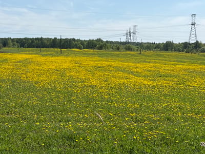 The image shows a field of dandelions in Уром, Russia. Power lines and pylons are visible in the background, along with a tree line. The field extends across the entire frame.