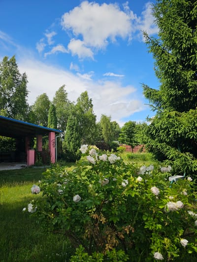 The image depicts a sunlit yard in Меткомелино, Russia, on a clear day with scattered white clouds against a bright blue sky. In the foreground, a bush with numerous white roses is in bloom. To the left, a covered patio structure with a blue roof is visible, supported by pink pillars. The structure appears to be connected to a building. The yard is covered in lush green grass, with various trees of different species, including birch and fir trees, surrounding the area. The overall scene suggests a peaceful, rural or suburban setting. There are no people or animals visible in the image.