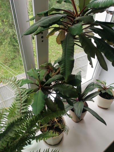 The media file is a close-up, high-angle shot of several potted plants situated on a white windowsill. The plants are the primary subjects. On the left, a fern with delicate, feathery fronds is prominently featured, spilling out of a white pot. To its right, a larger plant with dark green, elongated leaves and red stems stands in a beige pot. Further to the right, a smaller plant with striped green leaves is in a white pot. The background shows a window with a view of lush green trees and vegetation, suggesting an outdoor, natural environment beyond the indoor setting. The lighting indicates it is daytime, possibly with diffused light from an overcast sky. The overall scene conveys a sense of domestic greenery and indoor plant cultivation. There are no people or text visible in the image.