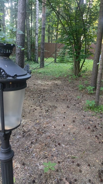 This is a medium-shot, vertical, outdoor photograph taken in Nikolino, Russia. The scene depicts a wooded area, likely a garden or park, with a focus on the forest floor littered with numerous pinecones. A black, ornate lamppost with a frosted glass lantern occupies the left foreground, partially obscuring the view. Beyond the lamppost, the ground is covered in a mix of dirt, fallen leaves, pine needles, and pinecones, with scattered patches of green grass and small plants.
In the background, a dense stand of trees dominates the scene. Several tall, slender trees with light bark, possibly birch trees, are visible, interspersed with darker-barked trees. Further back, a wooden fence, colored a reddish-brown, runs horizontally across the image. Beyond the fence, more trees and greenery are visible, suggesting a larger forested area. The lighting suggests it is daytime, with soft sunlight filtering through the leaves, creating dappled shadows on the ground. The overall mood is natural and serene, evoking a sense of a quiet, wooded environment. There is no visible text in the image.