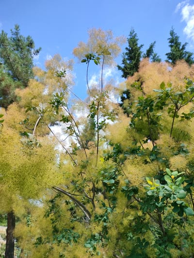 This media file captures a vibrant scene of nature, likely in Madzhalis, Russia. The primary subjects are a smoke tree in full bloom, characterized by its feathery, light yellow-green flower clusters that give it a smoky appearance, and various evergreen trees. The smoke tree's delicate blossoms dominate the foreground, creating a soft, ethereal texture against the sharp, dark green needles of the evergreens in the background.
The scene is set outdoors, with a bright blue sky dotted with scattered white clouds suggesting a clear, pleasant day. The lighting indicates it is daytime, likely midday given the brightness. The composition is focused on the foliage and the sky, with no discernible human presence or specific man-made objects, except for a hint of a fence or railing in the lower left quadrant, which might suggest a park or garden setting. The overall emotion evoked is one of natural beauty and serenity. There is no visible text within the image.