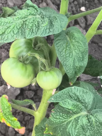 In a garden in Dobrogea Veche, Moldova, a close-up shot focuses on a tomato plant. Three green tomatoes are visible, with two larger ones in the foreground and a smaller one below them. The tomatoes are attached to a thick, green stem. Large, textured green leaves with prominent veins surround the tomatoes. The background consists of dark, dry soil. The image is sharp and well-lit, capturing the details of the plant and its developing fruit.