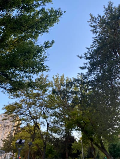 The image shows a low-angle shot looking up at trees against a clear blue sky. The trees are lush and green, with some branches appearing to be pine trees due to their needle-like leaves. The scene appears to be set outdoors, likely in a park or a natural area, given the abundance of trees. There are some buildings visible in the background, suggesting an urban or semi-urban setting. A street light or traffic signal is also visible in the lower right corner of the frame, further hinting at a street or intersection. The lighting suggests it is daytime, possibly late afternoon or early morning, as the sky is bright but not harsh. No people are visible in the frame. The overall mood of the image is serene and natural, focusing on the beauty of the trees and the sky. There is no visible text in the image.