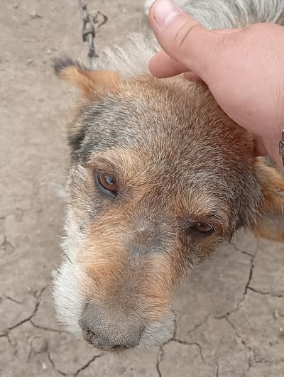 A close-up, high-angle shot shows a person's hand gently petting the head of a dog. The dog's face is the main focus, with its head tilted downwards. The dog has brown and gray fur, with lighter fur around its muzzle. Its eyes are brown and appear somewhat sad or concerned. The dog is wearing a chain around its neck, visible near the top of the frame. The ground beneath the dog is dry and cracked, suggesting an outdoor, possibly arid environment. The lighting indicates it is daytime. The overall mood is one of gentle interaction, but the presence of the chain hints at the dog's potential situation. The location is identified as Olișcani, Moldova. No text is visible in the image.