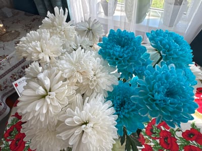 A close-up shot captures a vibrant bouquet of white and blue chrysanthemums, likely arranged as a gift or centerpiece. The flowers are in full bloom, their intricate petals creating a rich, textured appearance. The white chrysanthemums are clustered on the left side of the frame, while the striking blue ones dominate the right, creating a visually appealing contrast. A patterned tablecloth, featuring red poppies and greenery, serves as the backdrop, adding a touch of rustic charm to the scene. A glimpse of a window with sheer curtains suggests an indoor setting, possibly a home or a florist's shop, with natural light filtering through, indicating it's daytime. The image is well-lit, highlighting the vivid colors and delicate details of the flowers. The composition is tight, focusing entirely on the floral arrangement and its immediate surroundings, creating an intimate and aesthetic feel. The presence of a small white box with the text "4G Route" is visible in the lower left corner, hinting at a possible delivery or gift context. There is no clear indication of people or specific activities, but the overall impression is one of beauty and freshness. The setting appears to be indoors, with hints of home decor like the tablecloth and curtains.