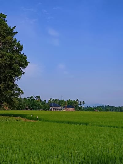 This is a landscape photograph taken in Dayah Bubue, Indonesia. The image is dominated by a vibrant green rice paddy that fills the lower two-thirds of the frame. In the background, a line of trees separates the paddy from a cluster of buildings and structures. Among these structures is a prominent house with a dark, sloping roof and visible windows. Further in the distance, hazy mountains can be seen under a clear blue sky with a few wispy clouds. The left side of the image features the lush green foliage of a large tree, its branches extending into the sky. Two white objects, possibly bird scarers, are visible in the rice paddy. The scene suggests a rural setting with agricultural activity.