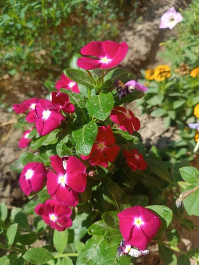 In the city of Uchqo'rg'on, Uzbekistan, a vibrant garden bed showcases a cluster of blooming pink vinca flowers. The flowers, with their distinctive five petals and white centers, are the primary subjects, appearing in various stages of bloom and positioned throughout the frame. Some flowers are fully open, revealing their bright interiors, while others are partially closed, hinting at their delicate structure. Surrounding the vinca flowers are their glossy green leaves, providing a rich contrast to the vibrant pink of the blooms. In the background, other flowers, including yellow and purple varieties, add depth and color to the scene, though they are out of focus. The ground beneath the plants is visible, appearing as dry, textured soil. Sunlight illuminates the scene, casting soft shadows and highlighting the textures of the leaves and petals. A small, dark-colored insect, possibly a bee, is perched on one of the vinca flowers, suggesting a natural interaction within the garden. The overall impression is one of a well-tended garden, alive with the beauty of flowering plants.