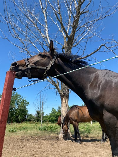 In Slavovitsa, Bulgaria, a detailed outdoor image captures two horses within a paddock under a clear, brilliant blue sky. The prominent subject is a dark bay or black horse positioned in the foreground, wearing a black halter with "ESKADRON" visible on its cheek strap. This horse is actively engaging with a vertical red wooden fence post, stretching its neck and biting the top edge of the post with its mouth open. A white and green braided rope, serving as a fence line or tether, runs horizontally across the frame, passing in front of the foreground horse's neck and body, secured to the red post by a black insulator.
In the mid-ground, a lighter bay horse stands with its head lowered, partially obscured by the foreground horse and a large, leafless deciduous tree trunk. This bare-branched tree dominates the upper portion of the background. The ground directly beneath the horses is composed of dry, light brown soil, transitioning to areas of sparse dry grass and green vegetation further into the background. Additional green trees, some bare branches, and distant power lines are visible against the sky. The scene is illuminated by direct sunlight.