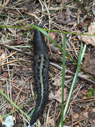 In Meremõisa, Estonia, a large black slug with a lighter colored stripe down its back is seen on a forest floor covered with pine needles, fallen leaves, and small twigs. Several blades of green grass are interspersed throughout the scene. The slug appears to be moving slowly across the debris.