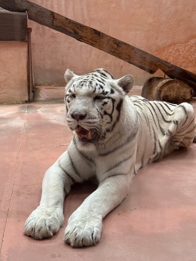 A white tiger is depicted resting within an enclosure in Demydiv, Ukraine. The tiger, characterized by its white fur with black stripes, is lying prone on a reddish-brown, flat ground surface. Its front paws are extended forward. The tiger's head is raised slightly, and its mouth is open, revealing teeth and a pink tongue, suggestive of a yawn or vocalization. Its eyes appear partially closed or squinted. The background consists of a light peach or terracotta-colored wall. A large, dark wooden beam is visible spanning diagonally across the upper left portion of the image. Towards the upper right, two smaller cut logs rest against the wall. A dark, vertical rectangular opening, possibly a doorway, is visible on the far left edge of the frame.