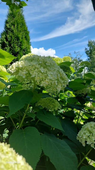 A medium shot captures a cluster of white hydrangeas in full bloom, their delicate petals forming large, rounded flower heads. The hydrangeas are surrounded by lush, deep green foliage, with some leaves showing serrated edges. In the background, a tall, conical evergreen tree stands prominently against a bright blue sky dotted with wispy white clouds. The overall scene suggests a sunny day in a garden or park setting. A watermark at the bottom left reads "Galaxy A52". The location is identified as Zhavoronki, Russia.