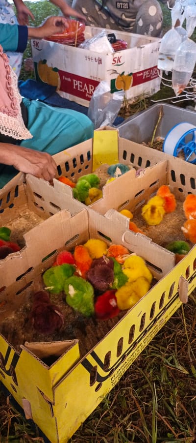 A group of colorful chicks are being kept in a cardboard box divided into compartments. The chicks are of various colors including yellow, orange, green, and red, with some appearing to be a dark purple or brown. They are resting on a bed of what appears to be wood shavings or straw. A person's hand is visible reaching into one of the compartments. In the background, there is another cardboard box with images of pears and the text "Fresh PEARS" printed on it. There are also plastic bags containing small fish or other aquatic creatures hanging from strings. The scene is set outdoors on grassy ground. There are also other people partially visible in the background, and one person is wearing a pink shirt and blue pants. The text on the yellow cardboard box indicates "PT. JAPFA COMFEED INDONESIA Tbk, Wisma Millenia Lt. 5, Jl. MT Haryono Kav. 16, Jakarta 12810".