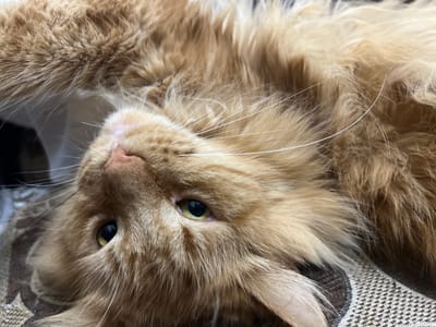 A close-up, upside-down shot of an orange tabby cat's face, lying on a textured brown and beige patterned surface. The cat has green eyes, a pink nose, and long white whiskers. Its fur is fluffy and appears to be a mix of orange and lighter shades of yellow. The background is out of focus and appears to be dark. The image was taken in Markova, Russia.