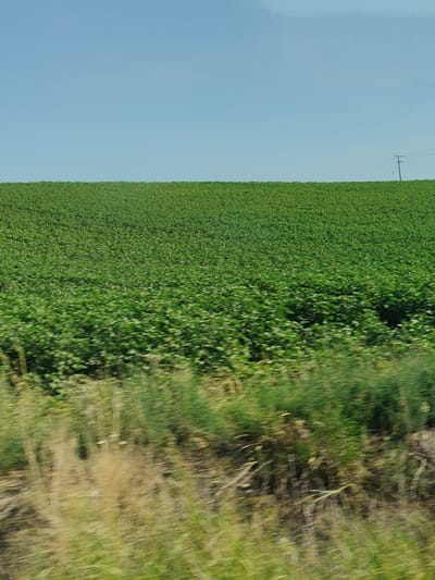 A wide, flat expanse of green crops stretches to the horizon under a clear blue sky. A single utility pole stands to the right, silhouetted against the sky. The foreground is a blur of motion, suggesting the photo was taken from a moving vehicle, with streaks of green and brown vegetation. The scene appears to be a rural agricultural area, possibly on the outskirts of Larissa, Greece, given the context. No people or specific actions are discernible due to the motion blur.