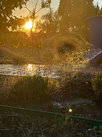 This image captures a garden in Protopopivka, Ukraine, during what appears to be late afternoon or early evening, given the warm, golden light of the setting sun. The sun's rays are intensely bright, filtering through the leaves of trees and creating a shimmering effect as they catch the fine spray of water from a sprinkler. The water droplets scatter the light, creating a dazzling, almost ethereal display.
The scene includes lush greenery, with trees and bushes evident. In the foreground, a dark green garden hose is visible, indicating ongoing irrigation. The ground is dark and appears damp. The water spray is a central element, creating a dynamic curtain of light and moisture. The sun's low angle casts long shadows and highlights the texture of the water droplets and the surrounding vegetation. A faint rainbow is visible within the spray, a beautiful atmospheric effect caused by the sunlight refracting through the water. There are small purple flowers visible in the middle ground, adding a touch of color to the predominantly green and golden scene. The overall mood is serene and natural, with the activity of watering the garden set against a backdrop of the beautiful natural light of sunset. There is no visible text in the image.