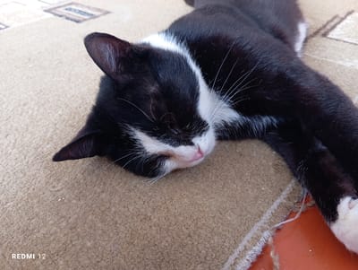 A black and white cat is sleeping on a light brown carpet. The cat is lying on its side, with its head resting on the carpet. Its eyes are closed, and its mouth is slightly open, showing its pink tongue. The cat has white fur on its chest and paws. The carpet has a pattern of beige and white squares. The background is blurred, but appears to be a room with orange flooring and a light-colored wall. The image is taken from a high angle, looking down at the cat. The REDMI 12 logo is visible in the bottom left corner. The scene appears to be indoors, in a residential setting, likely in Semetey, Kyrgyzstan, based on the provided context.