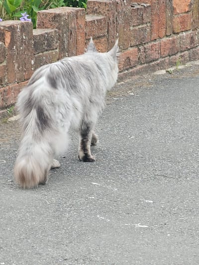 A long-haired cat, predominantly grey and white with tabby markings, is depicted walking on a paved surface next to a red brick wall. The cat is viewed from above and behind, with its head and front body facing away from the camera, showcasing its fluffy back and tail. Its fur exhibits various shades of grey, from light silver to darker charcoal patches, characteristic of a domestic long-haired breed, possibly a Maine Coon, with subtle ear tufts visible.
The paved surface, likely dark grey asphalt or tarmac, has a granular texture and features a few small white splatters. Parallel to the cat's path, a weathered red brick wall stands, displaying varied brick colors and textures, suggesting age. At the base of the wall, vibrant green foliage is visible, along with small clusters of purple flowers, indicating a garden or vegetated area.
The scene is brightly lit, suggesting daytime conditions, and provides clear detail of the cat's fur and the surrounding textures. The cat appears to be solitary in what seems to be a quiet outdoor setting, possibly a residential street or garden path. No people or visible text are present in the image.