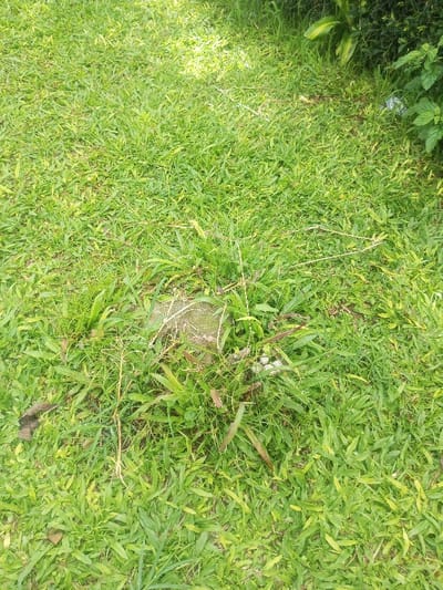 The scene depicts a ground-level view of a grassy area in the city of Đăk Pxi, Vietnam. The ground is primarily covered in vibrant green grass of varying lengths. Centered in the midground is an irregularly shaped, light-colored object, consistent with a weathered stone or concrete fragment, partially embedded in the soil and surrounded by taller, coarser grass and dried plant stalks. Towards the upper right quadrant, denser green foliage, characteristic of a bush or shrub, is present, at the base of which rests a small, crumpled white object, consistent with plastic debris. Sunlight illuminates the grass, creating areas of brighter green. No individuals, animals, or active interactions are visible.