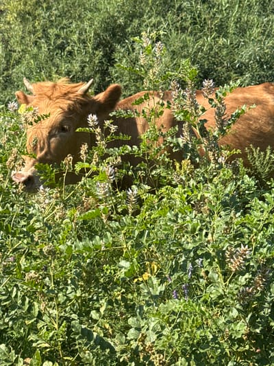 A close-up, eye-level shot shows the head and upper body of a light brown cow peeking through dense green foliage. The cow has short, curved horns and appears to be partially obscured by tall plants with delicate white and purple flowers. The background is a blur of more green vegetation, suggesting a natural outdoor setting. The image was captured in the city of Pavlodarskoye, Kazakhstan.