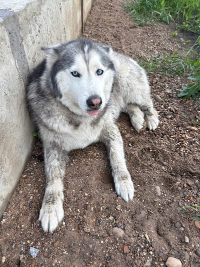 A Siberian Husky with striking blue eyes lies on a ground covered with small pebbles and dirt. The dog is positioned next to a rough concrete wall. Its tongue is slightly out, and it is looking directly at the camera. The background consists of dirt and some green vegetation. The image appears to have been taken outdoors, possibly in a yard or an open area. No specific location in the city of Nagayevo, Russia can be identified from the image itself.