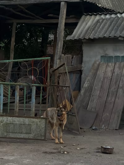 In Novosilka, Ukraine, a German Shepherd stands on a dirt ground in front of a weathered, green metal gate. The dog is leashed and appears to be a guard animal. Behind the dog and gate, a dilapidated structure is visible, constructed from corrugated metal roofing and wooden planks. The scene suggests a rural or semi-rural setting, possibly a backyard or farm area, characterized by disrepair and utilitarian construction. The lighting indicates it is either early morning or late afternoon.